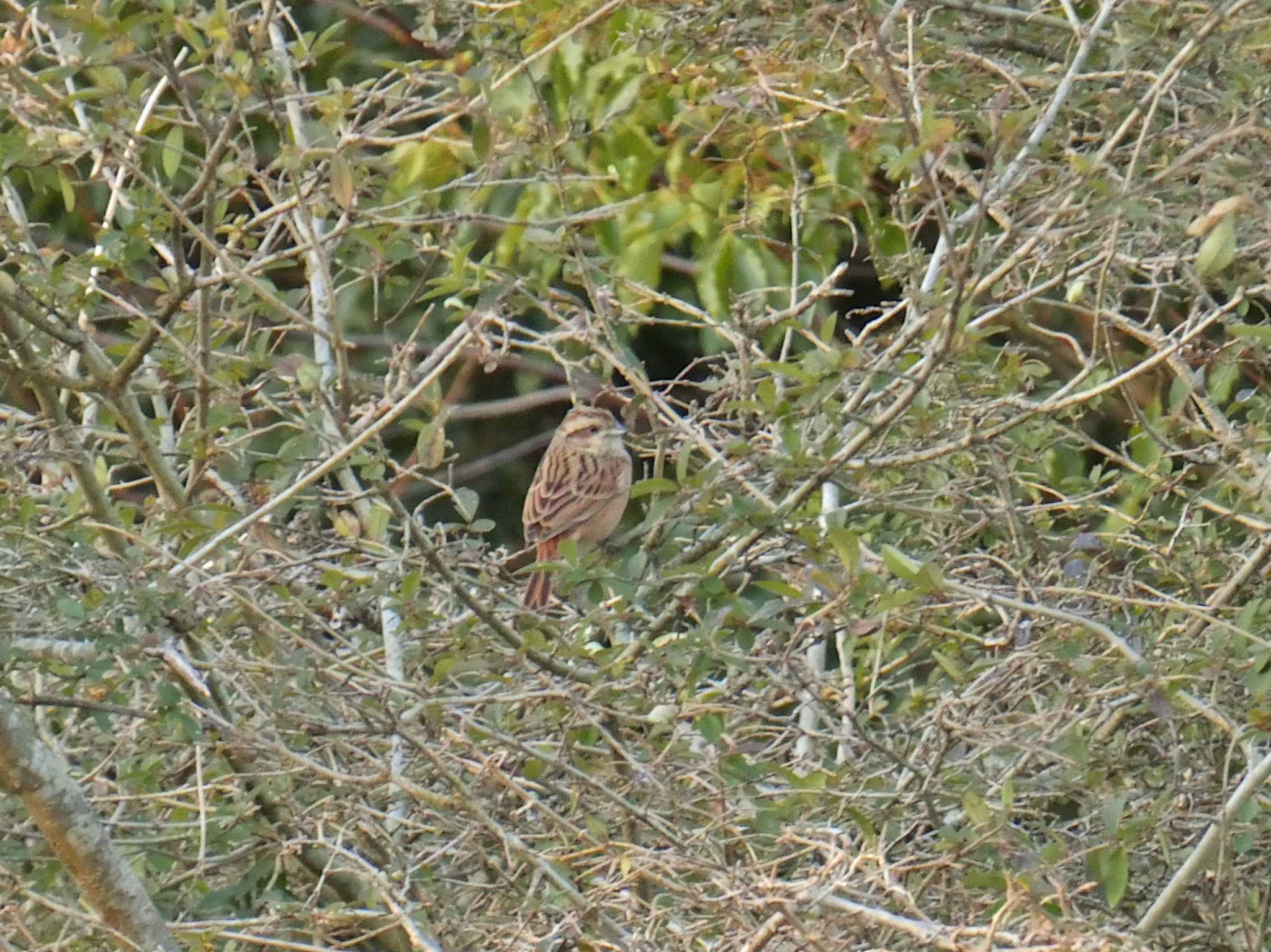 Meadow Bunting