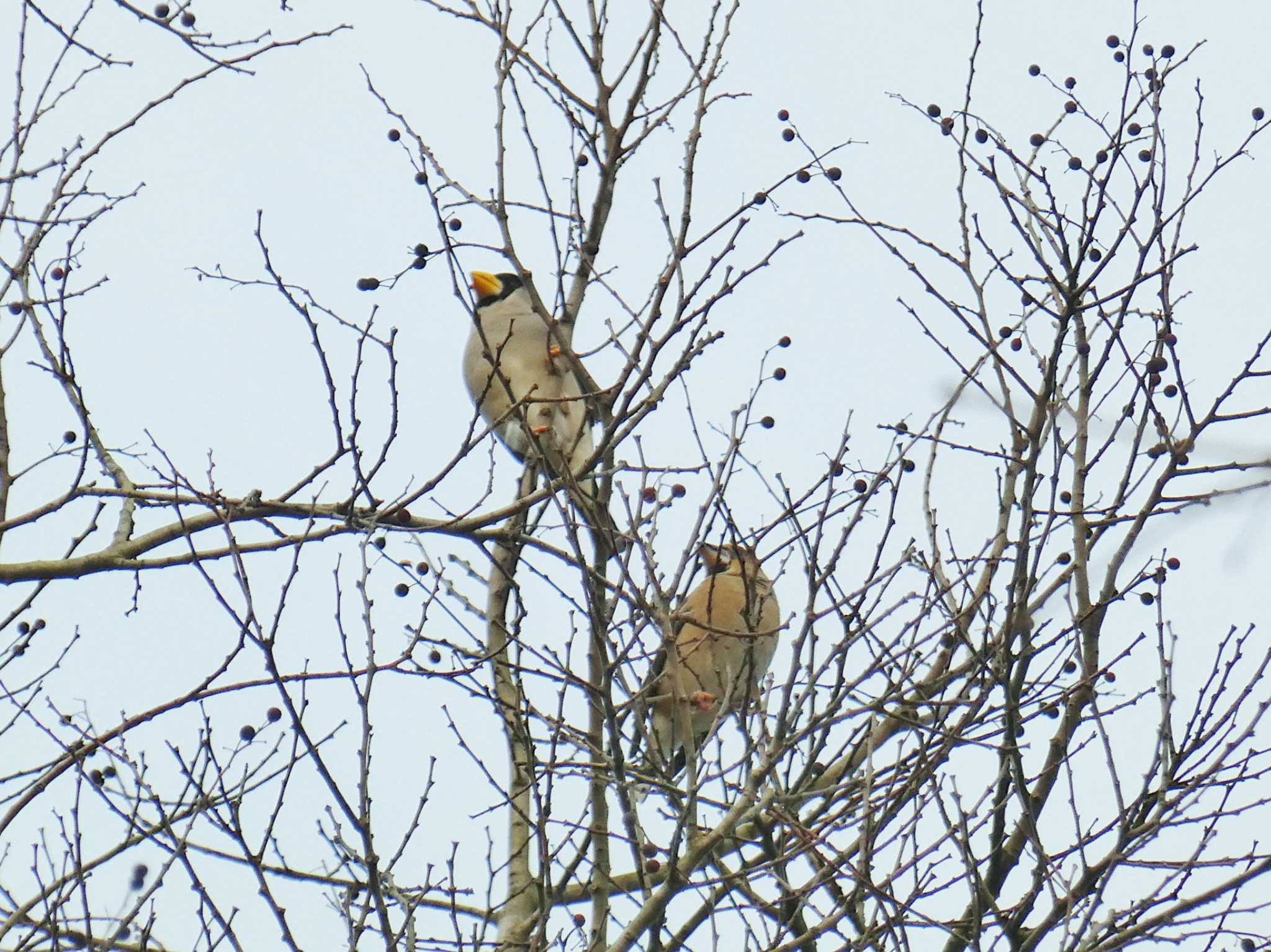 Japanese Grosbeak