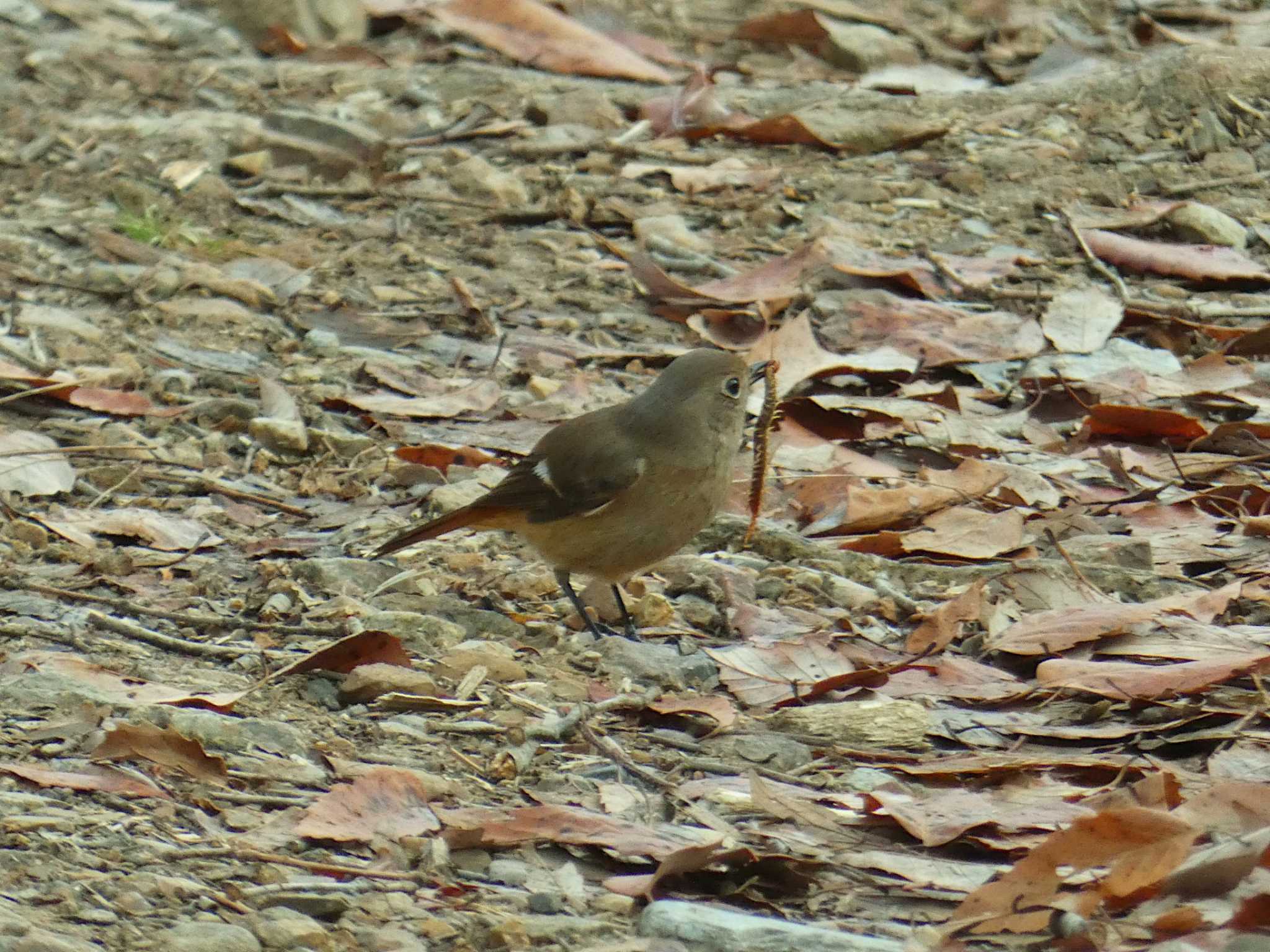 Photo of Daurian Redstart at きずきの森(北雲雀きずきの森) by Toshihiro Yamaguchi