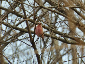 Siberian Long-tailed Rosefinch きずきの森(北雲雀きずきの森) Wed, 12/27/2023