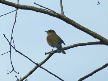 Red-flanked Bluetail きずきの森(北雲雀きずきの森) Wed, 12/27/2023