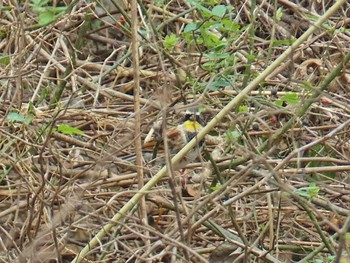 Yellow-throated Bunting きずきの森(北雲雀きずきの森) Wed, 12/27/2023