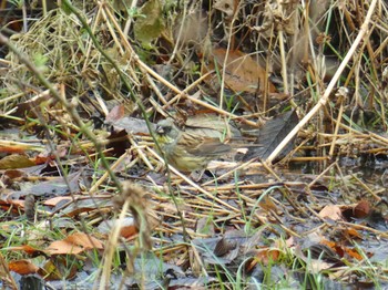 Masked Bunting きずきの森(北雲雀きずきの森) Wed, 12/27/2023