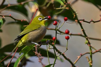 Warbling White-eye Tama Cemetery Sun, 12/24/2023