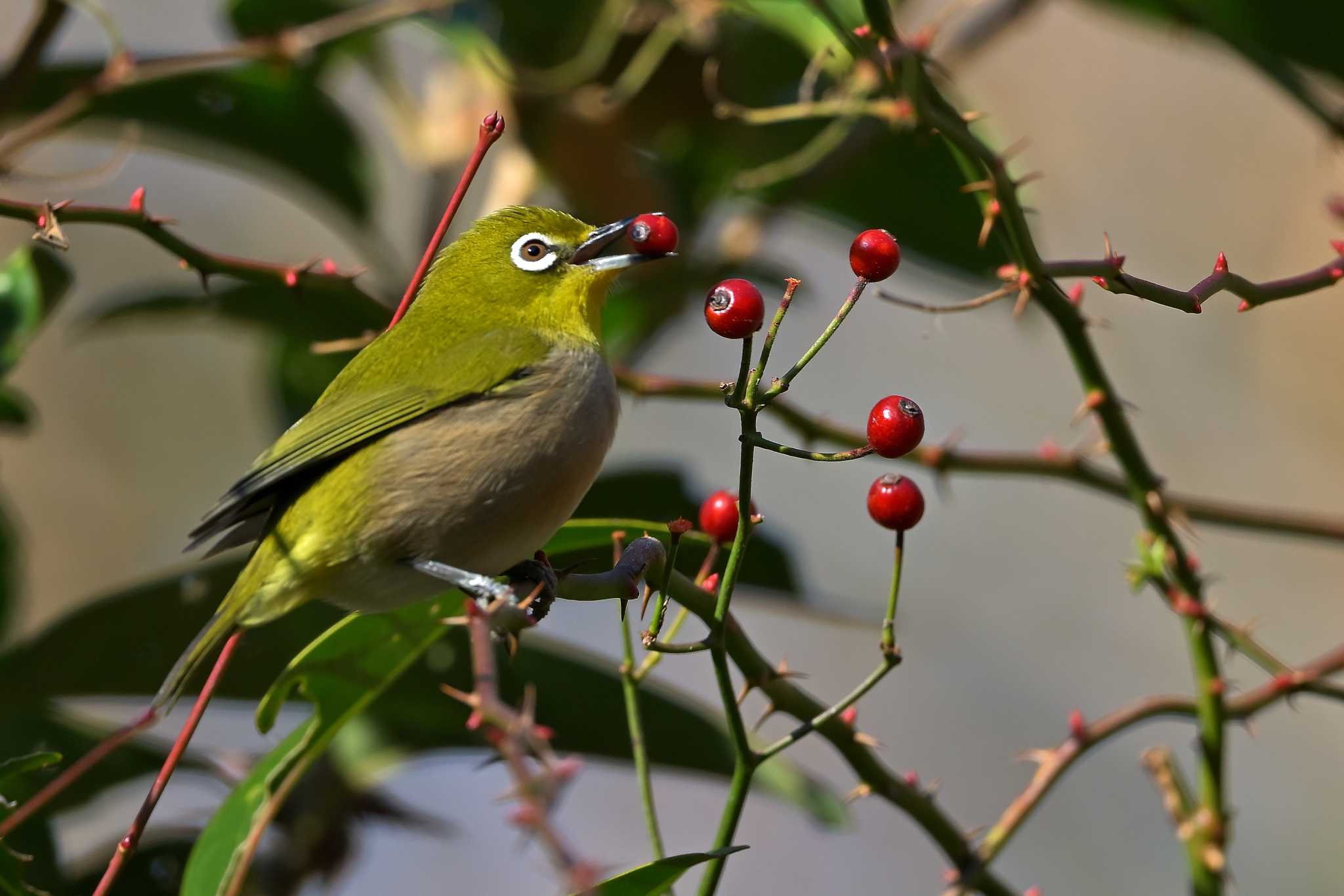 Photo of Warbling White-eye at Tama Cemetery by ask