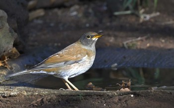 Pale Thrush Tama Cemetery Sun, 12/24/2023