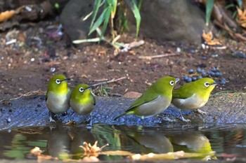 Warbling White-eye Tama Cemetery Sun, 12/24/2023