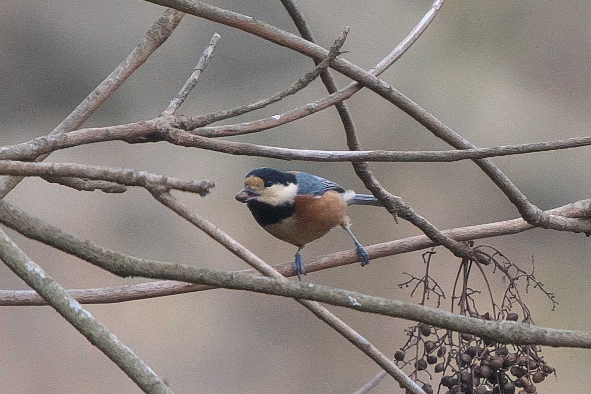 Varied Tit