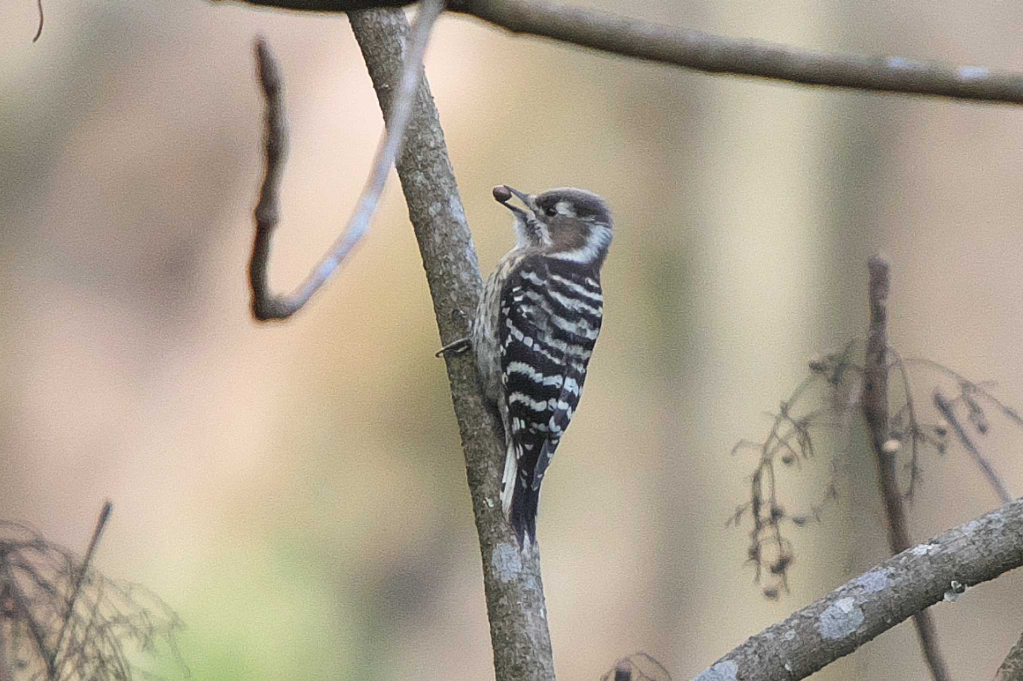 Japanese Pygmy Woodpecker