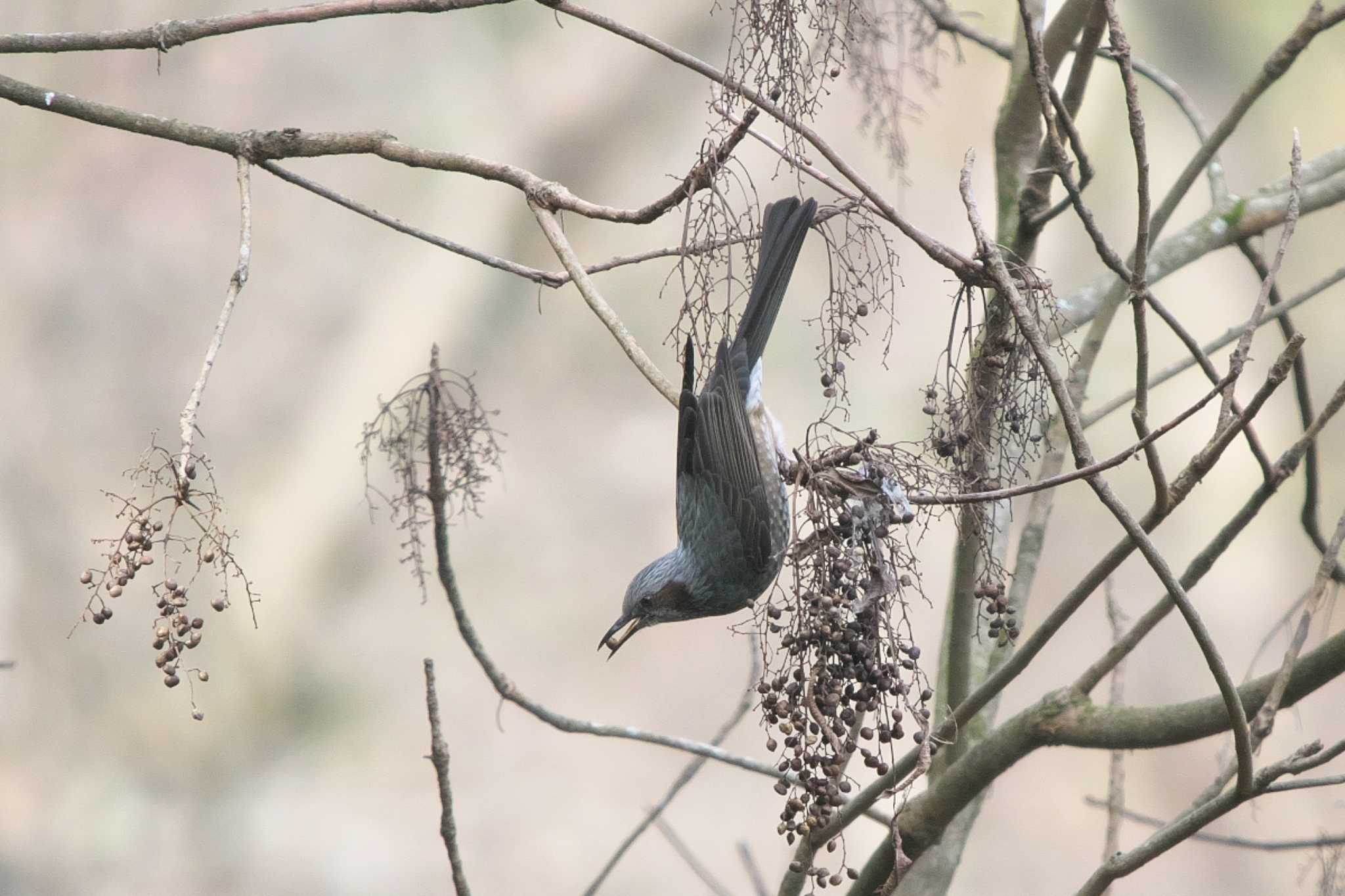 Brown-eared Bulbul