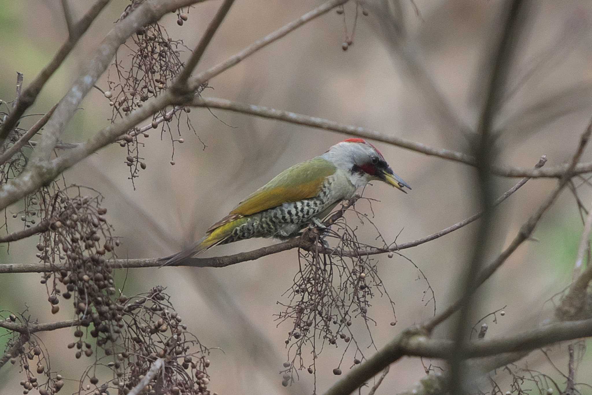 Japanese Green Woodpecker