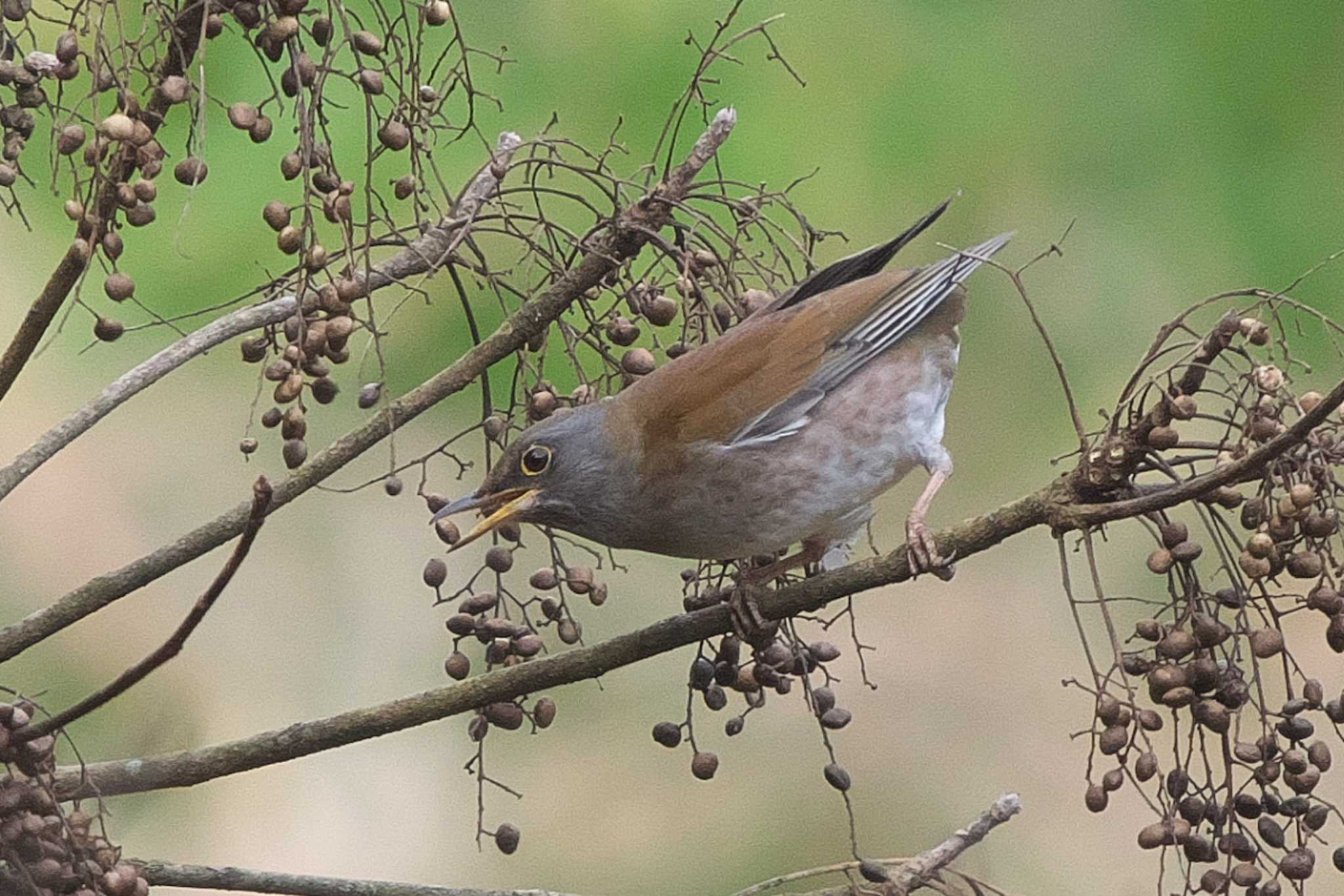 Pale Thrush