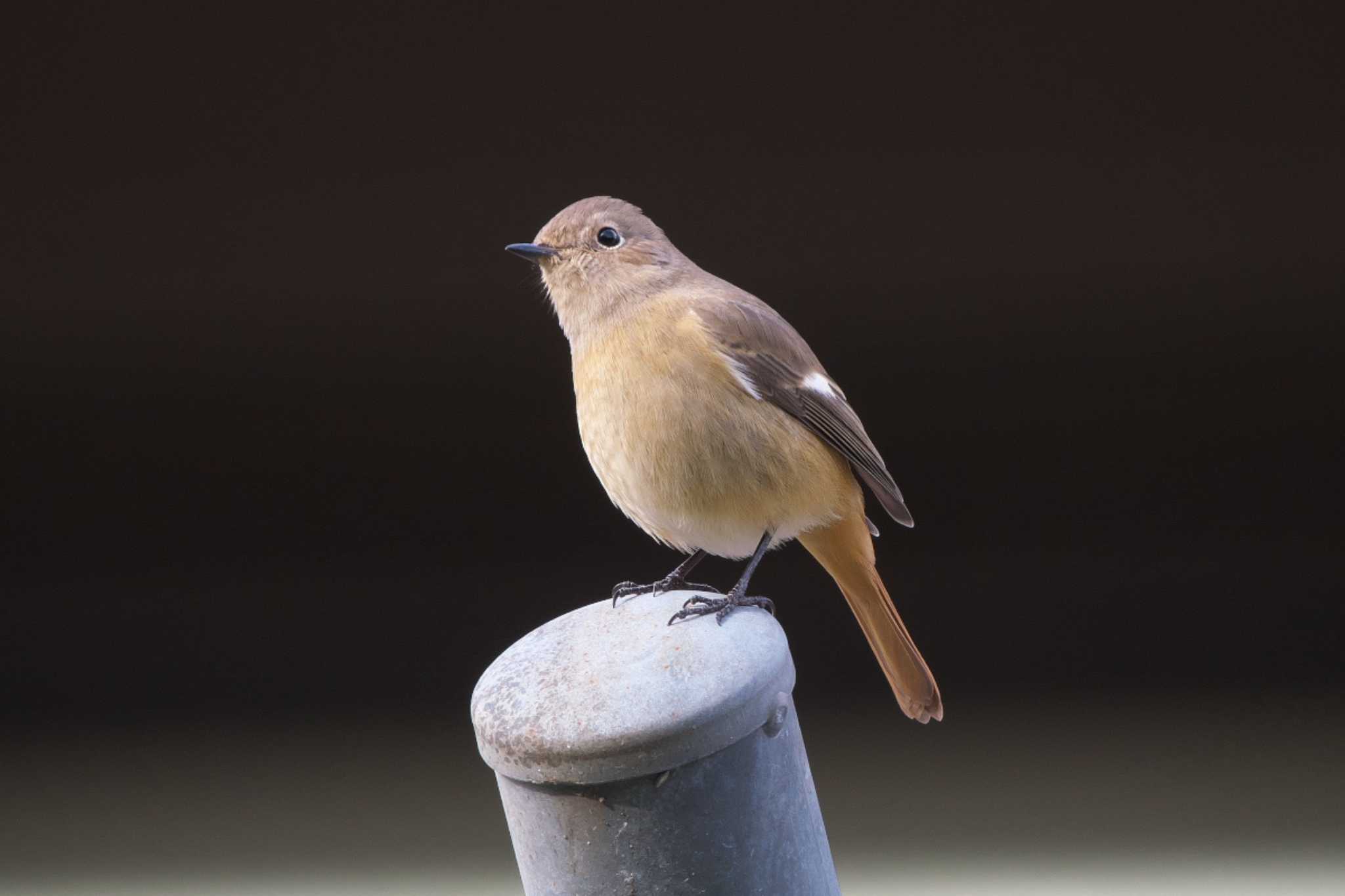 Daurian Redstart