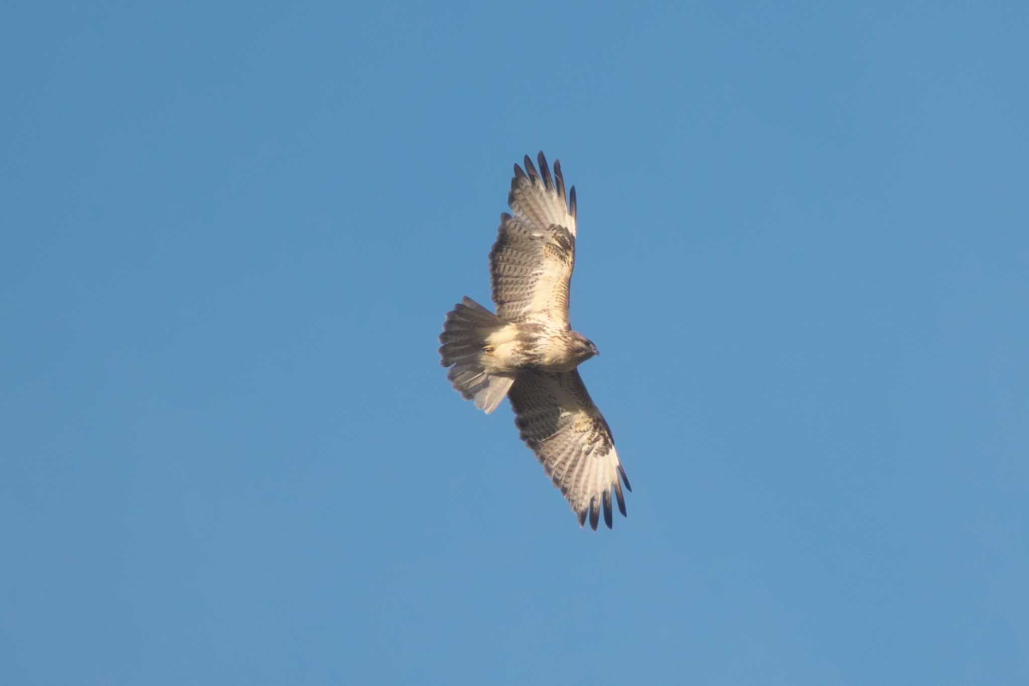 Eastern Buzzard