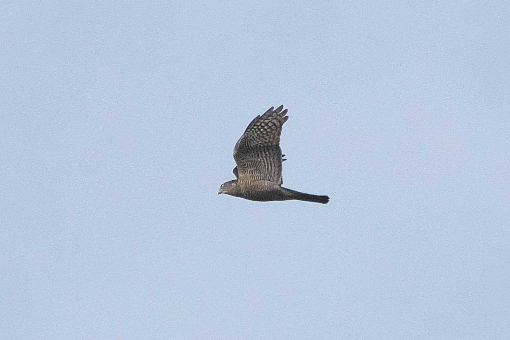 Eurasian Sparrowhawk