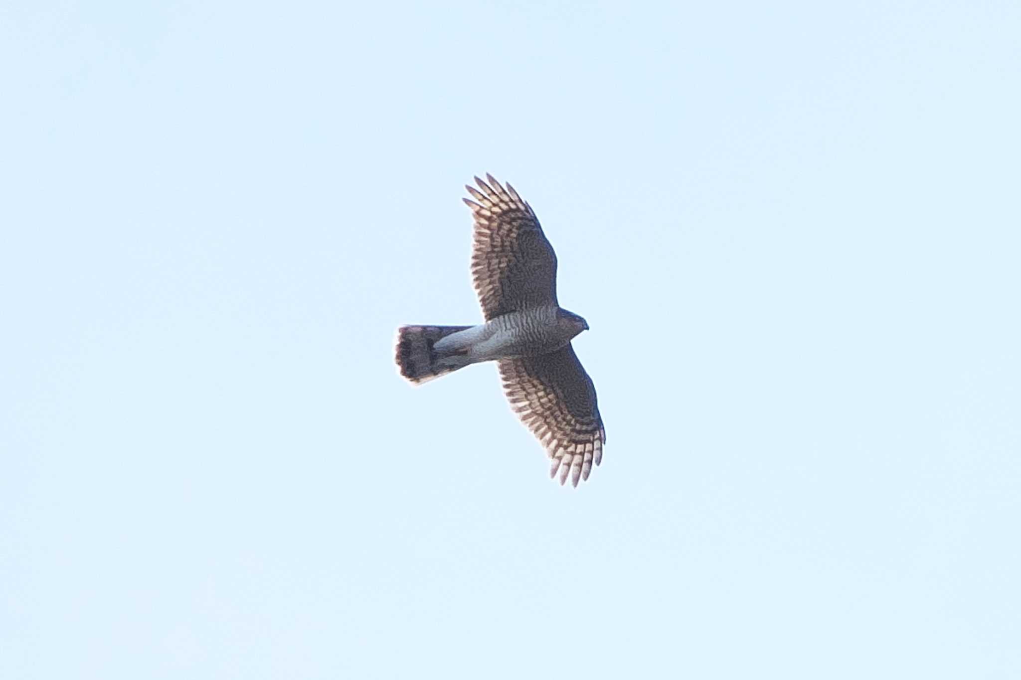 Eurasian Goshawk