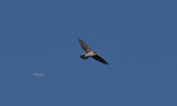 Eurasian Goshawk 奈良市水上池 Sun, 12/24/2023