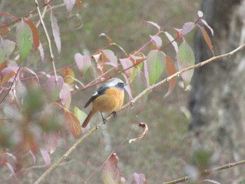 2023年12月27日(水) 四季の森公園(横浜市緑区)の野鳥観察記録