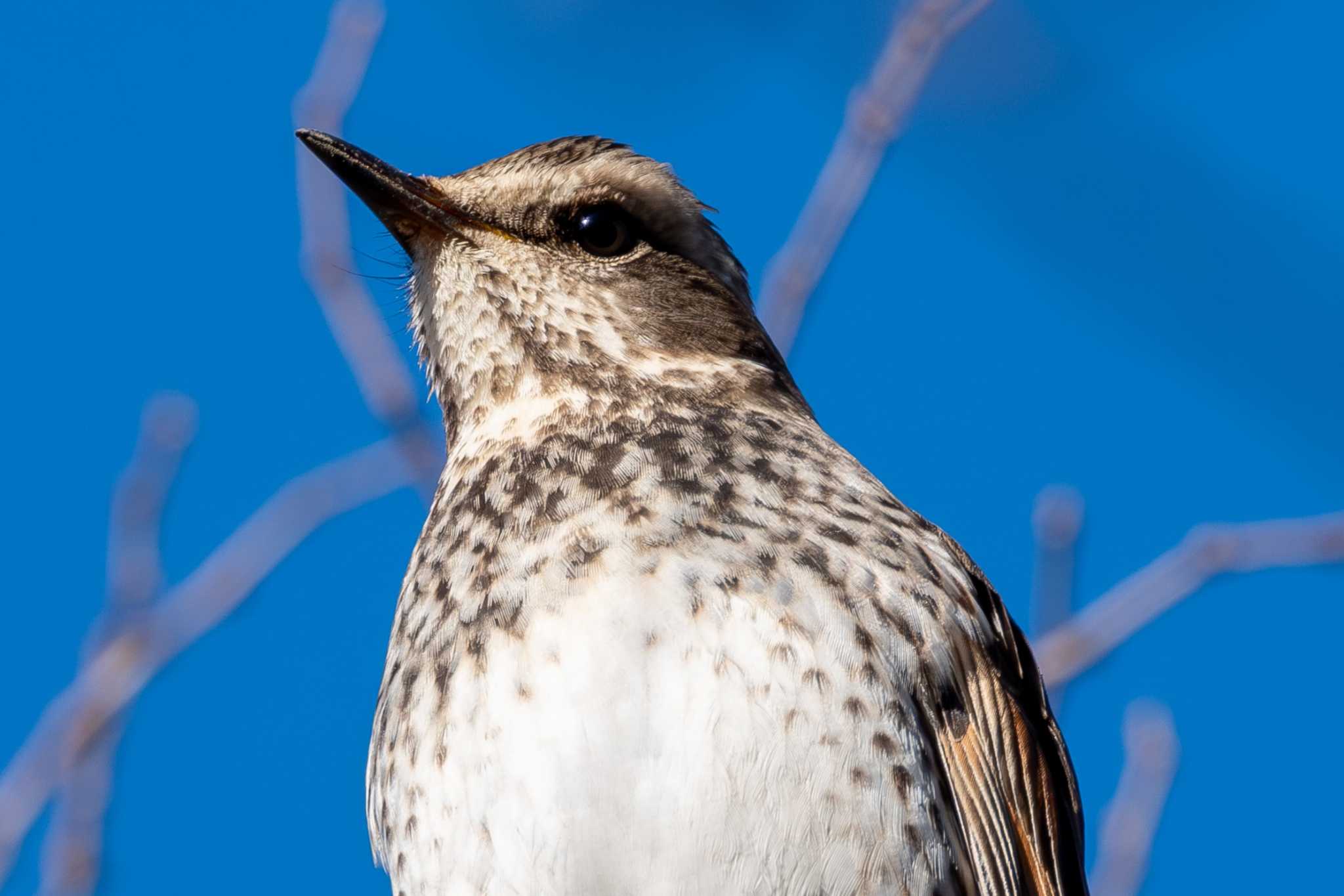 Dusky Thrush