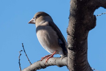 2023年12月26日(火) 多々良沼の野鳥観察記録