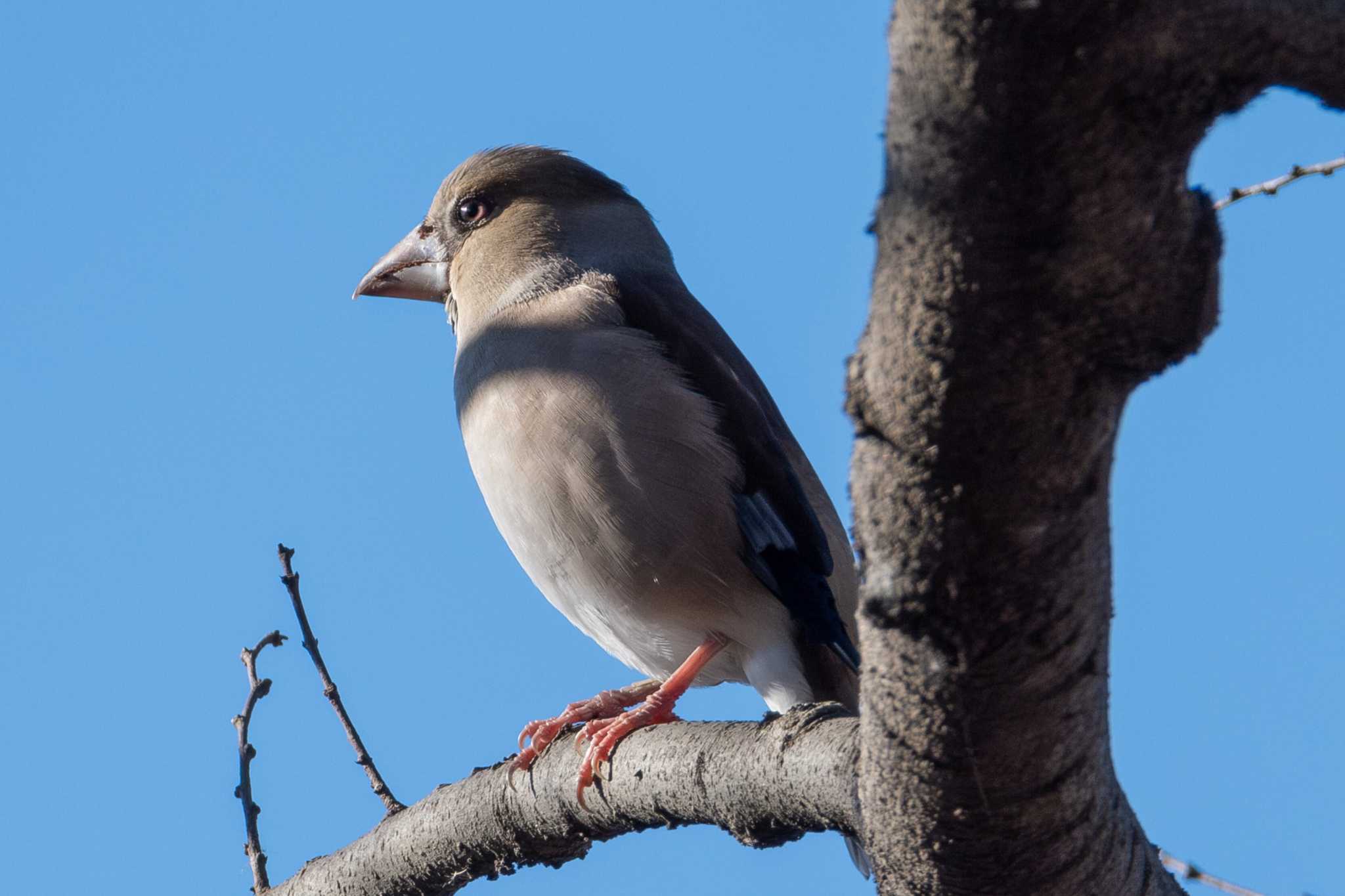 Photo of Hawfinch at 多々良沼 by MNB EBSW