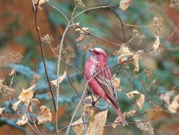 2023年12月27日(水) 埼玉県民の森の野鳥観察記録