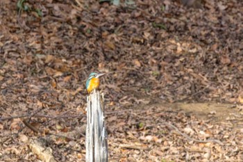 カワセミ 青葉の森公園(千葉県) 2023年12月27日(水)