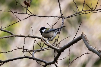 シジュウカラ 青葉の森公園(千葉県) 2023年12月27日(水)