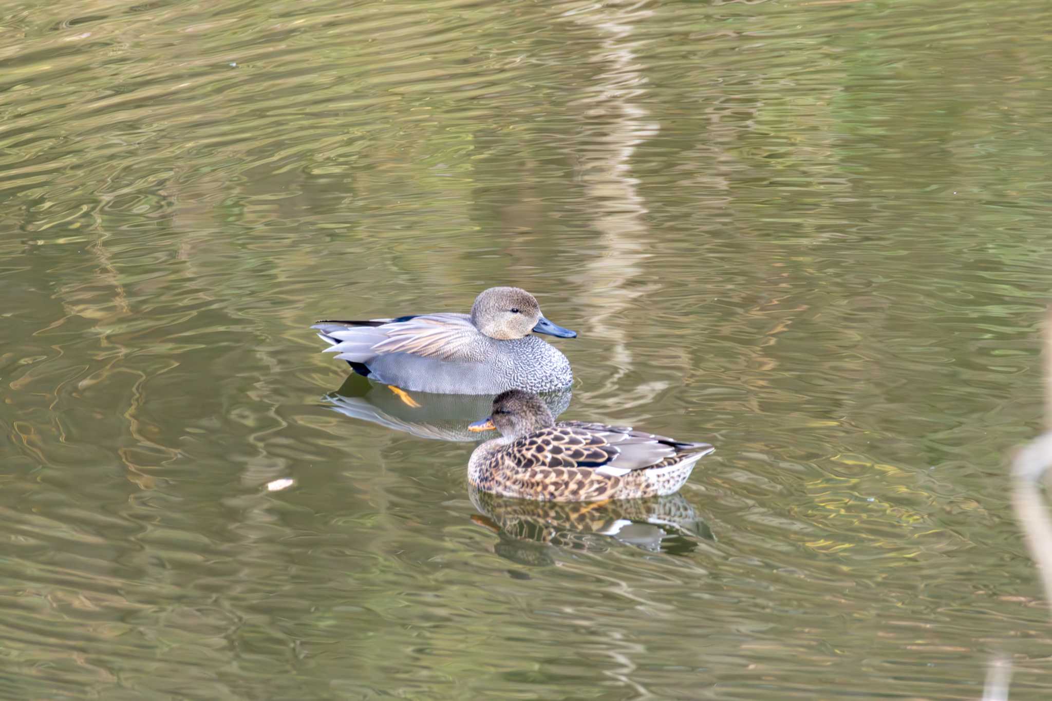 青葉の森公園(千葉県) オカヨシガモの写真 by ちゃま