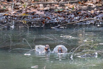 コガモ 青葉の森公園(千葉県) 2023年12月27日(水)