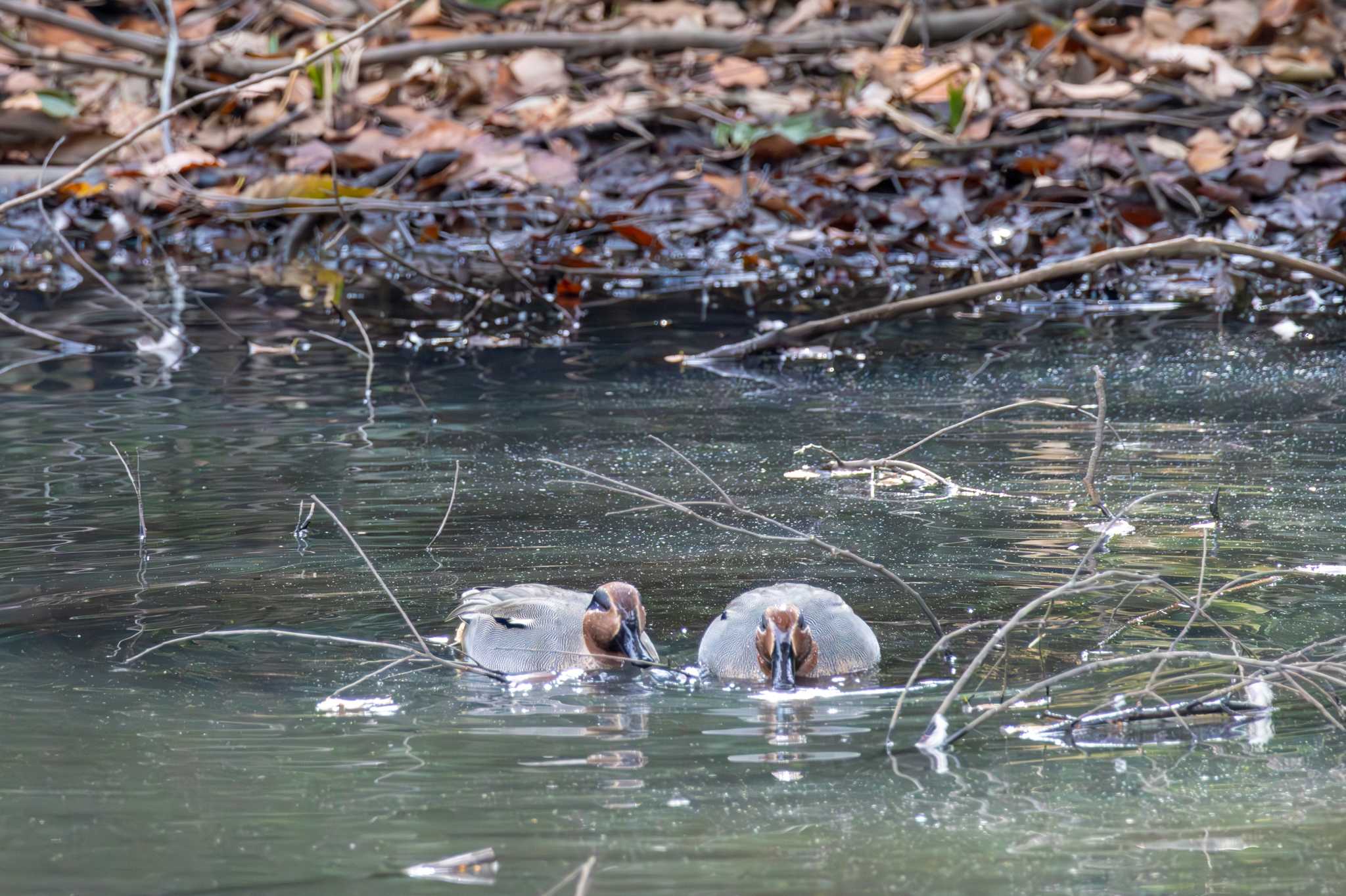 Eurasian Teal