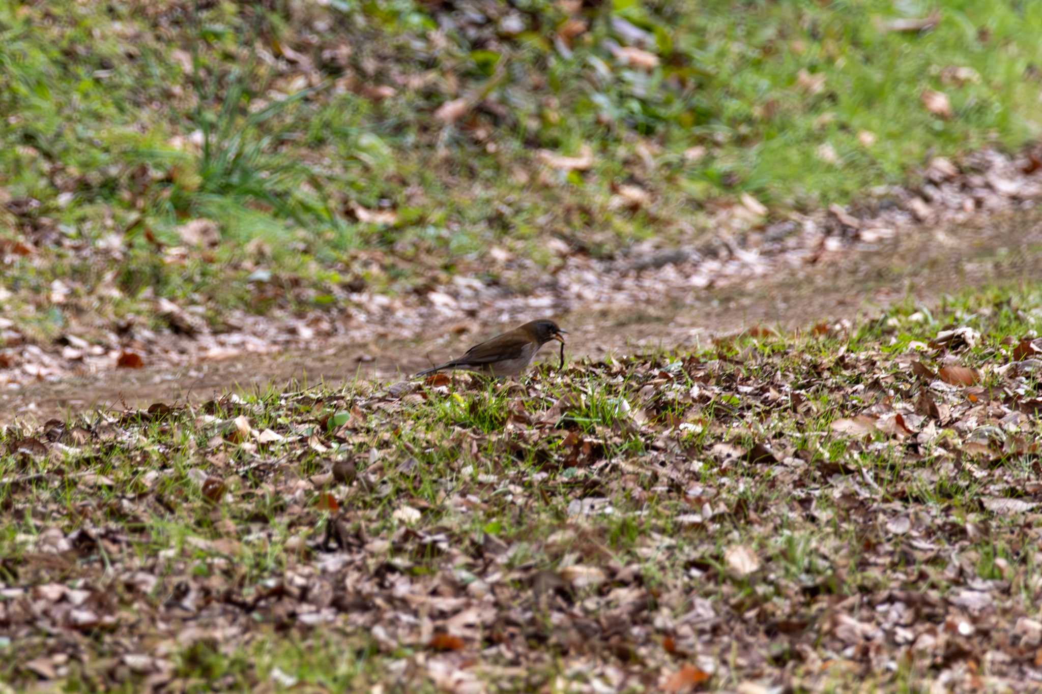 Pale Thrush