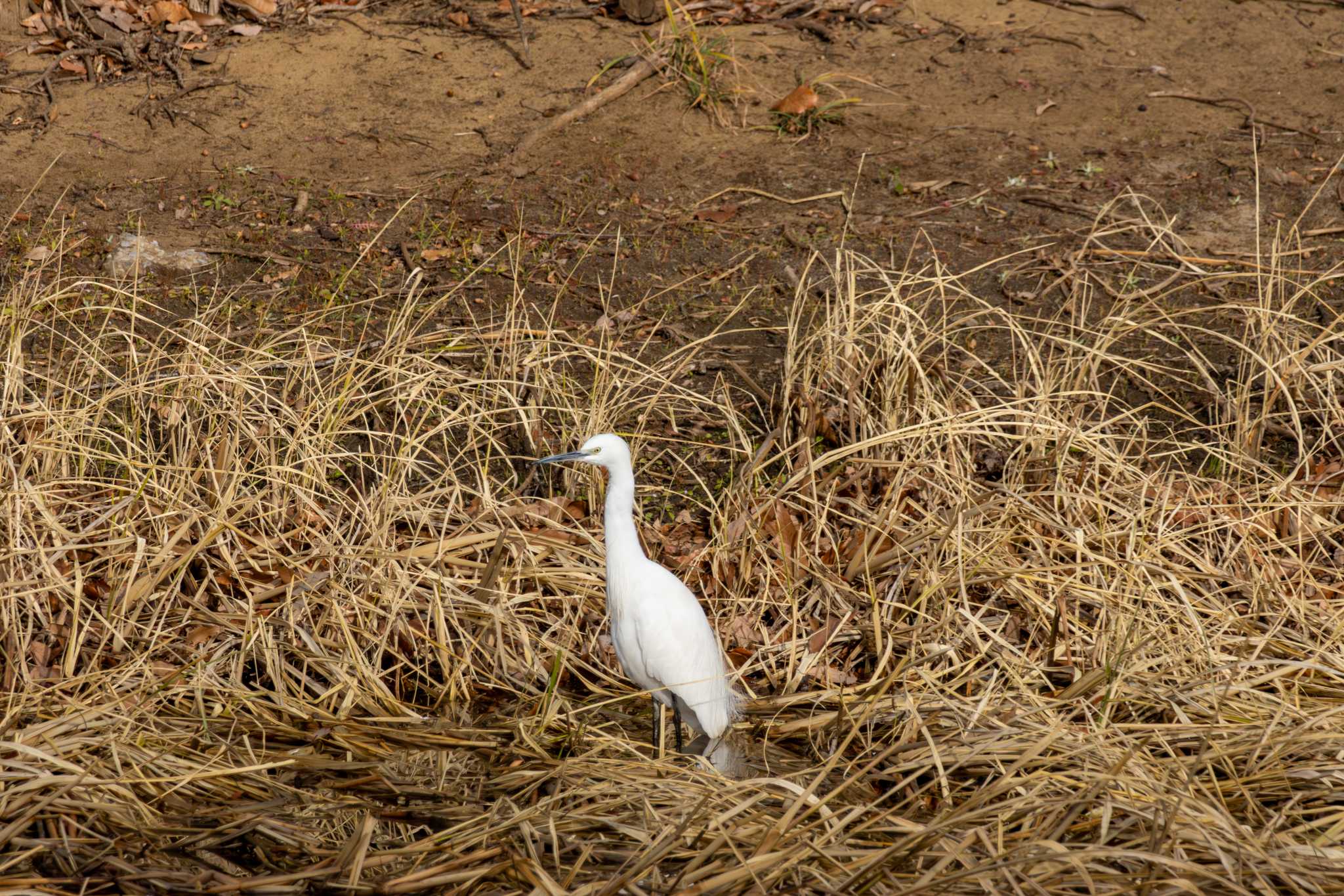 Little Egret