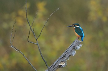 Sun, 12/10/2023 Birding report at 勅使池(豊明市)