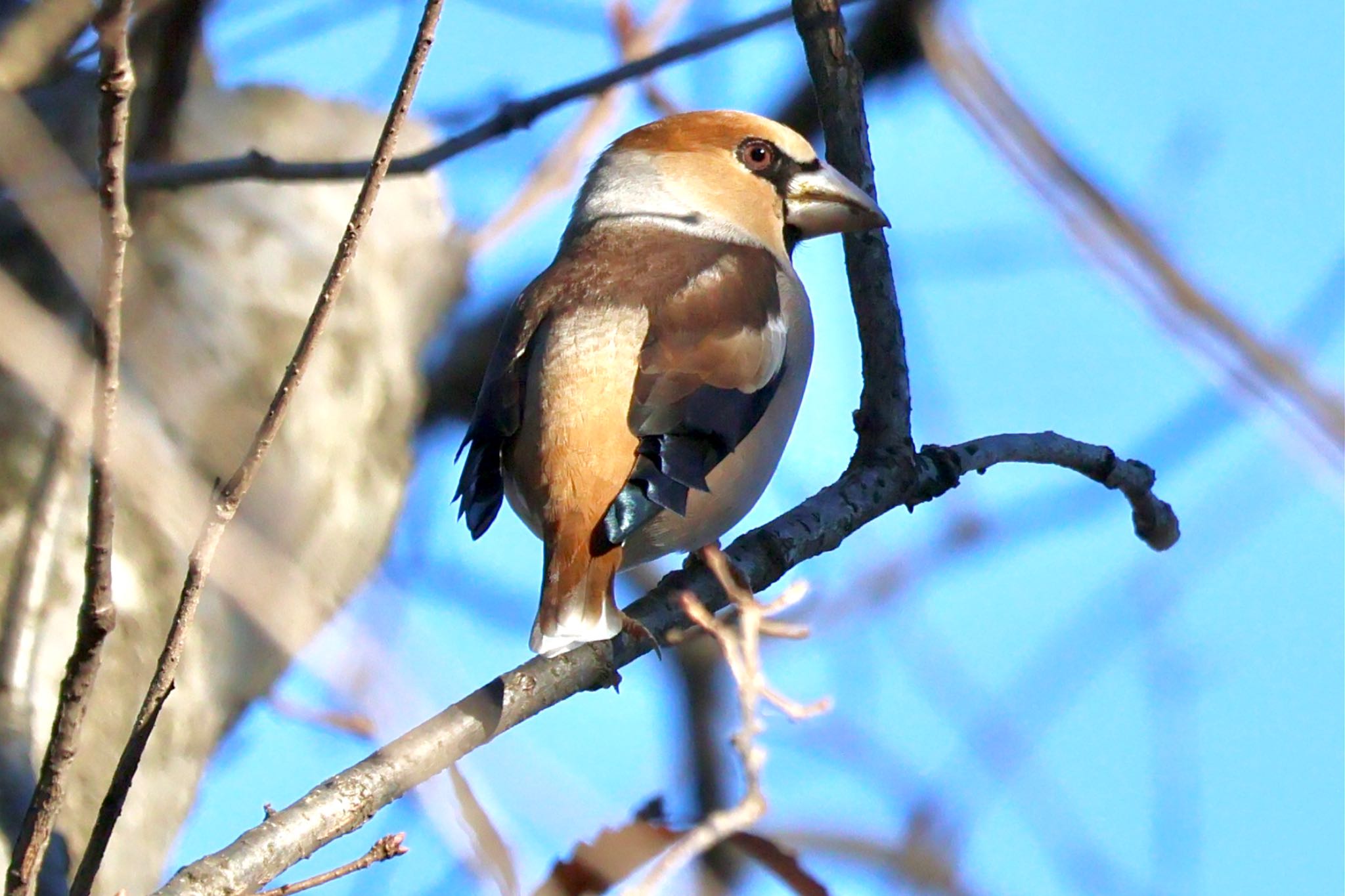 Hawfinch