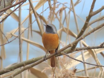 Daurian Redstart 平筒沼(宮城県登米市) Tue, 12/26/2023