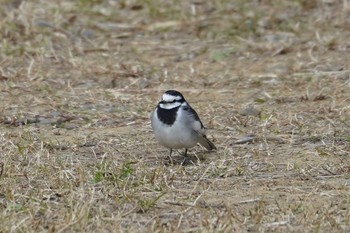 White Wagtail 横浜市磯子区松ノ内公園 Wed, 12/27/2023