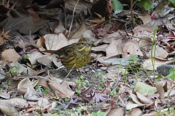 Masked Bunting 横浜市磯子区松ノ内公園 Wed, 12/27/2023