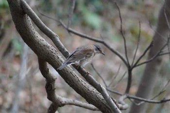 Pale Thrush 横浜市磯子区松ノ内公園 Wed, 12/27/2023