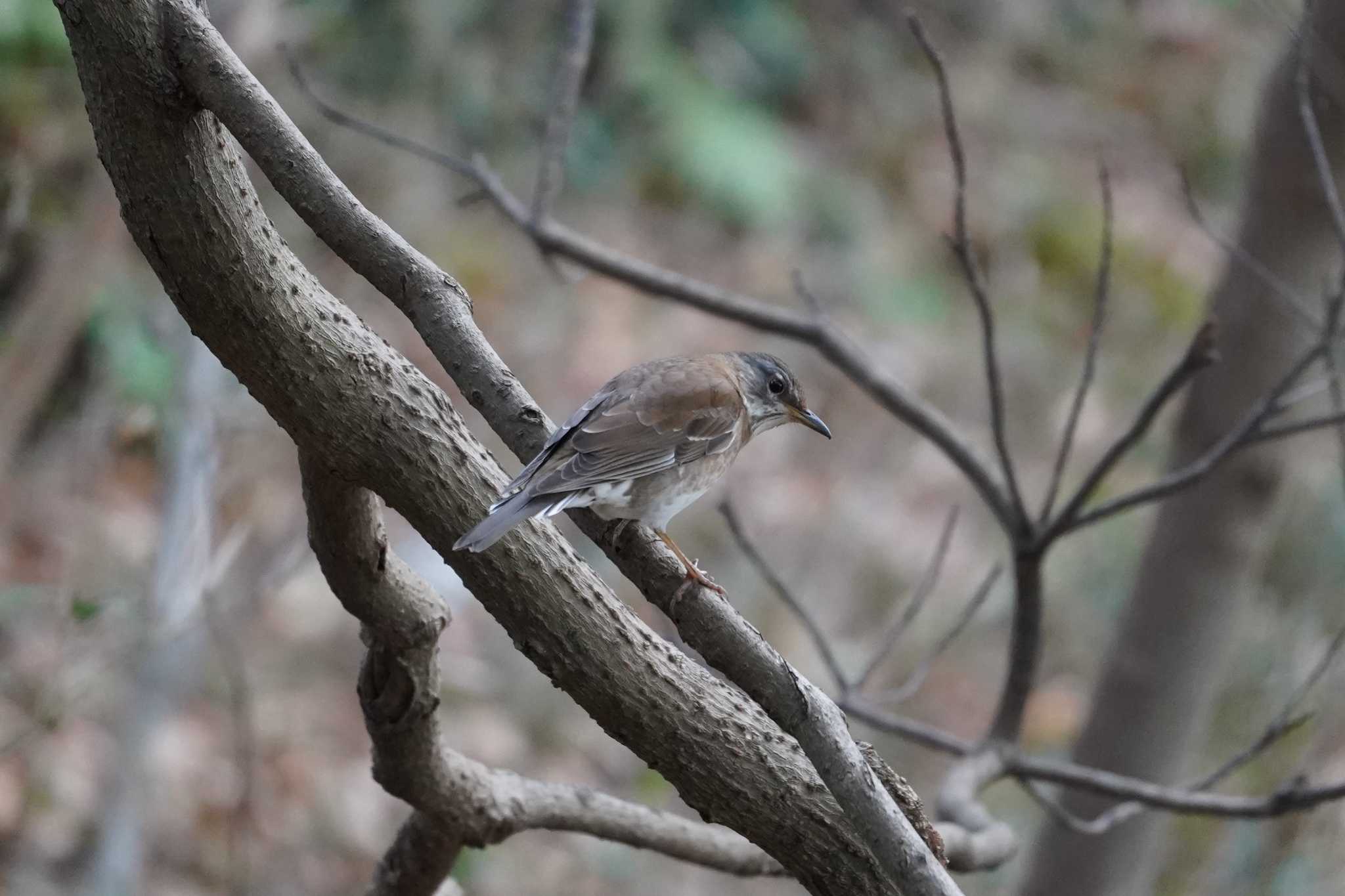 Photo of Pale Thrush at 横浜市磯子区松ノ内公園 by sinbesax