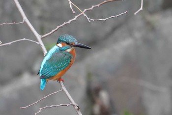 Common Kingfisher 笹下川 Wed, 12/27/2023