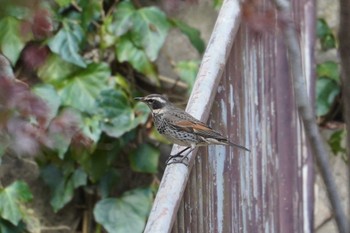 Dusky Thrush 横浜市磯子区松ノ内公園 Wed, 12/27/2023