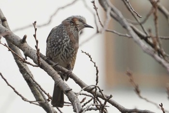 Brown-eared Bulbul 笹下川 Wed, 12/27/2023