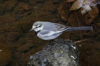 White Wagtail 笹下川 Wed, 12/27/2023