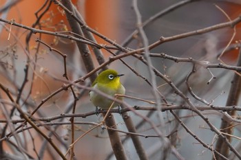 Warbling White-eye 笹下川 Wed, 12/27/2023