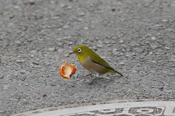 Warbling White-eye 笹下川 Wed, 12/27/2023