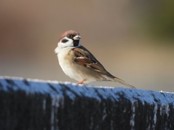 Eurasian Tree Sparrow 大池緑地 Mon, 12/25/2023