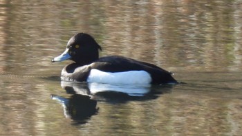 Tufted Duck 潮見の森 Tue, 12/26/2023