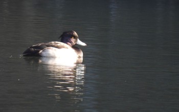 Tufted Duck 潮見の森 Tue, 12/26/2023