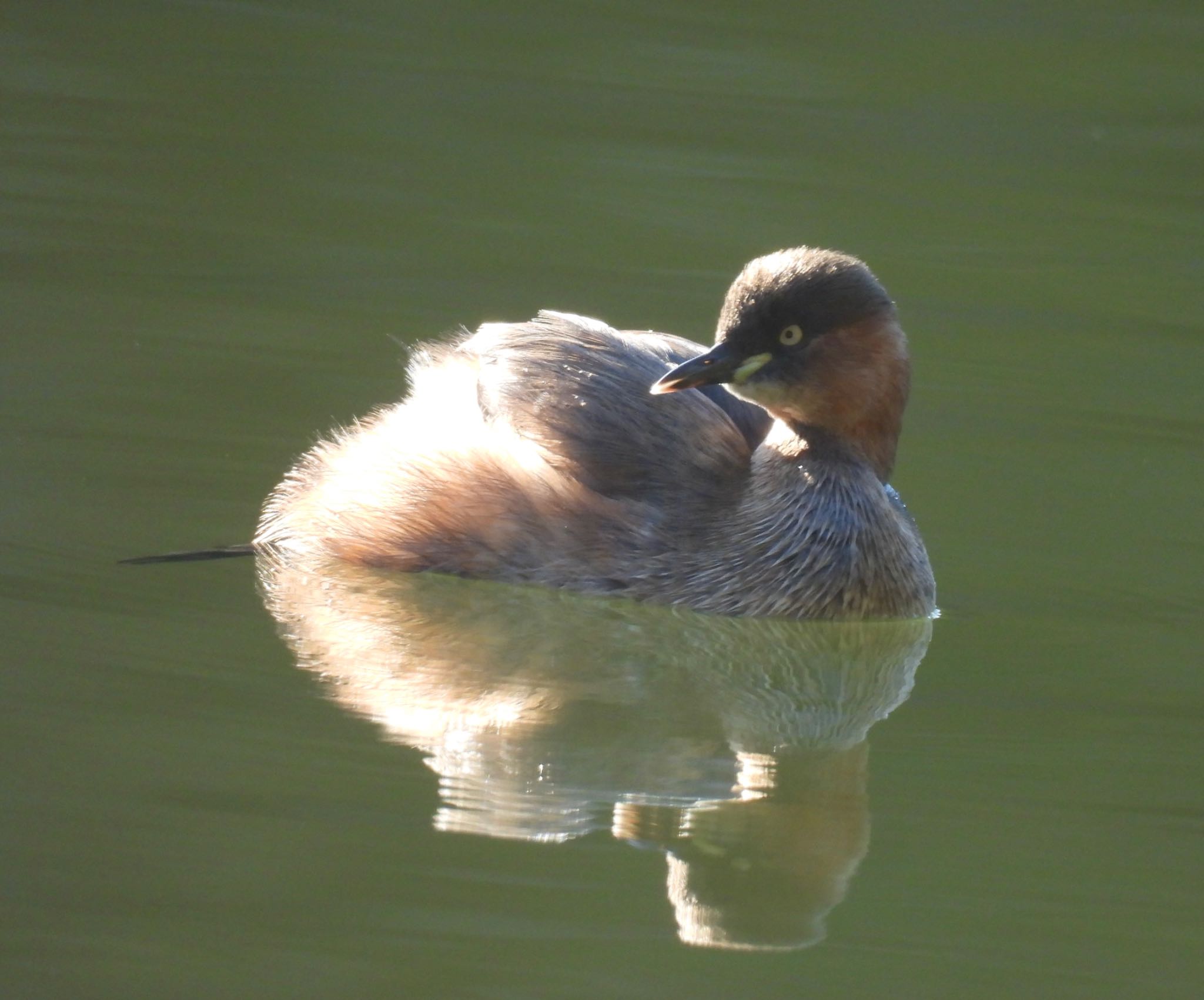 Photo of Little Grebe at 定光寺公園 by ちか